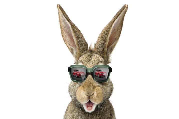Rabbit